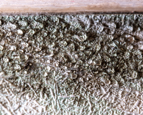 Mold on wallpaper